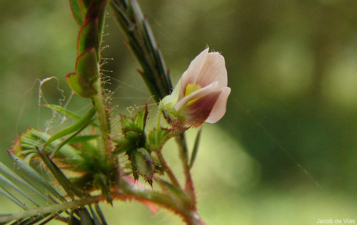 Aeschynomene americana L.